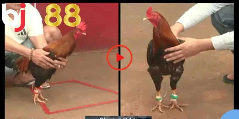 3 cửa cược thường gặp trong đá gà