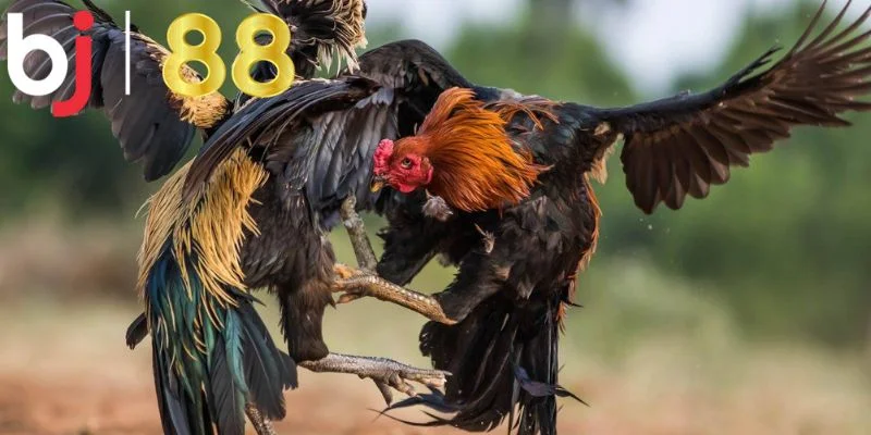 Bật mí mẹo chơi đá gà thắng đậm